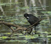 BF Eurasian Coot thread.jpg