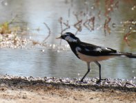 BF Magpie-Lark thread.jpg