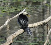 BF Little Pied Cormorant thread.jpg