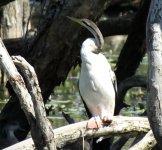 BF Australasian Darter thread.jpg