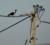 DSC00075 Collared Crow @ San Tin.jpg