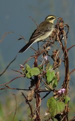 DSC00089 Eastern Yellow Wagtail @ San Tin.jpg