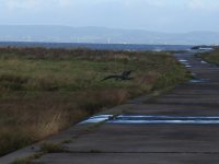 long tailed skua crop dowlais.JPG