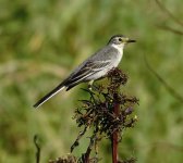 DSC00095 Citrine Wagtail @ San Tin.jpg