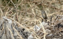 DSC00111 Bluethroat @ San Tin.jpg