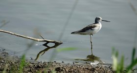 DSC00130 Common Greenshank @ San Tin.jpg