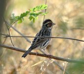 DSC00147 Little Bunting @ San Tin.jpg