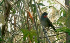 DSC00145 Siberian Rubythroat @ San Tin.jpg