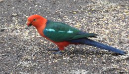 BF King Parrot thread.jpg