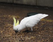 BF Sulphur-crested Cockatoo thread.jpg