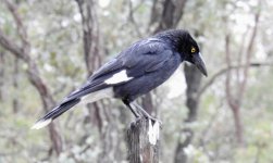 BF Pied Currawong thread.jpg