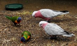 BF Galah and Rainbow Lorikeet thread.jpg