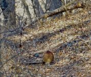 DSC00244 Copper Pheasant @ Karuizawa.jpg