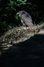 DSC00349 Japanese Night Heron @ Sai Kung CP.jpg