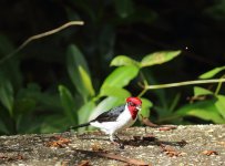 masked cardinal2.jpg