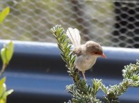 BF Superb Fairywren female thread.jpg