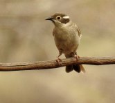 BF Brown-headed Honeyeater thread.jpg