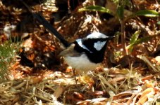 BF Superb Fairywren thread.jpg