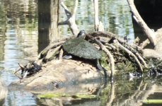 BF Brisbane Short-necked Turtle thread.jpg