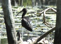 BF Glossy Ibis thread.jpg