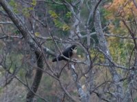 Peregrine, peregrinator, Mt Poppa, Myanmar.jpg