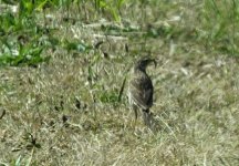 BF Australian Pipit Thread.jpg