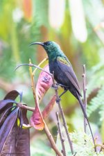 long tailed sunbird s (TZ)_.jpg