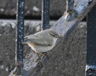 Siberian Chiffchaff_Torry_100220c.jpg