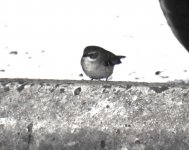 BF White-browed Scrubwren thread.jpg