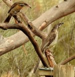 BF Red Wattlebird juvenile thread.jpg