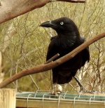 BF Australian Raven thread.jpg