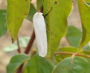 BF White Moth for ID DSCN3941.jpg