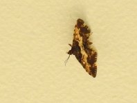 BF Brown moth for ID DSCN3977.jpg