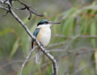 BF Sacred Kingfisher thread.jpg