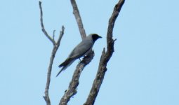 BF Black-faced Cuckooshrike thread.jpg