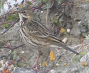 Whatpipit Manohara 23Nov19 forum.png