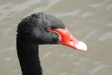 BF Black Swan thread.jpg