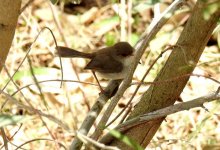 BF Variable Fairywren  juvenile thread.jpg