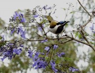 BF Blue-faced Honeyeater thread.jpg