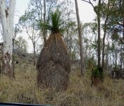 BF Grass Tree Xanthorea sp thread.jpg