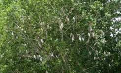 BF Roosting Little Corellas thread.jpg