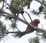 Common Crossbill.jpg