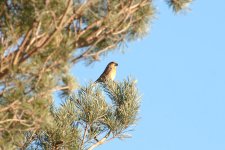 Parrot Crossbill.jpg