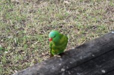 BF Scaley-breasted Lorikeet thread.jpg