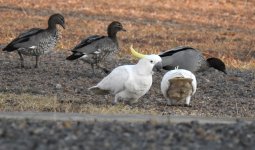 BF Maned Duck and cockatoos.jpg