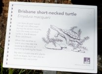 BF Short-necked Turtle sign ID thread.jpg