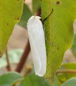 BF White Moth thread.jpg