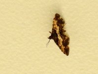 BF Brown moth thread.jpg