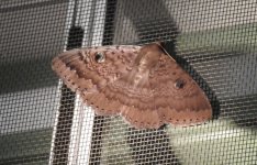 BF Brown Moth with eyes thread.jpg
