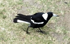 BF Pied Magpie thread.jpg